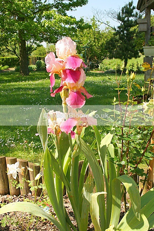 Iris 1080 - IRISES