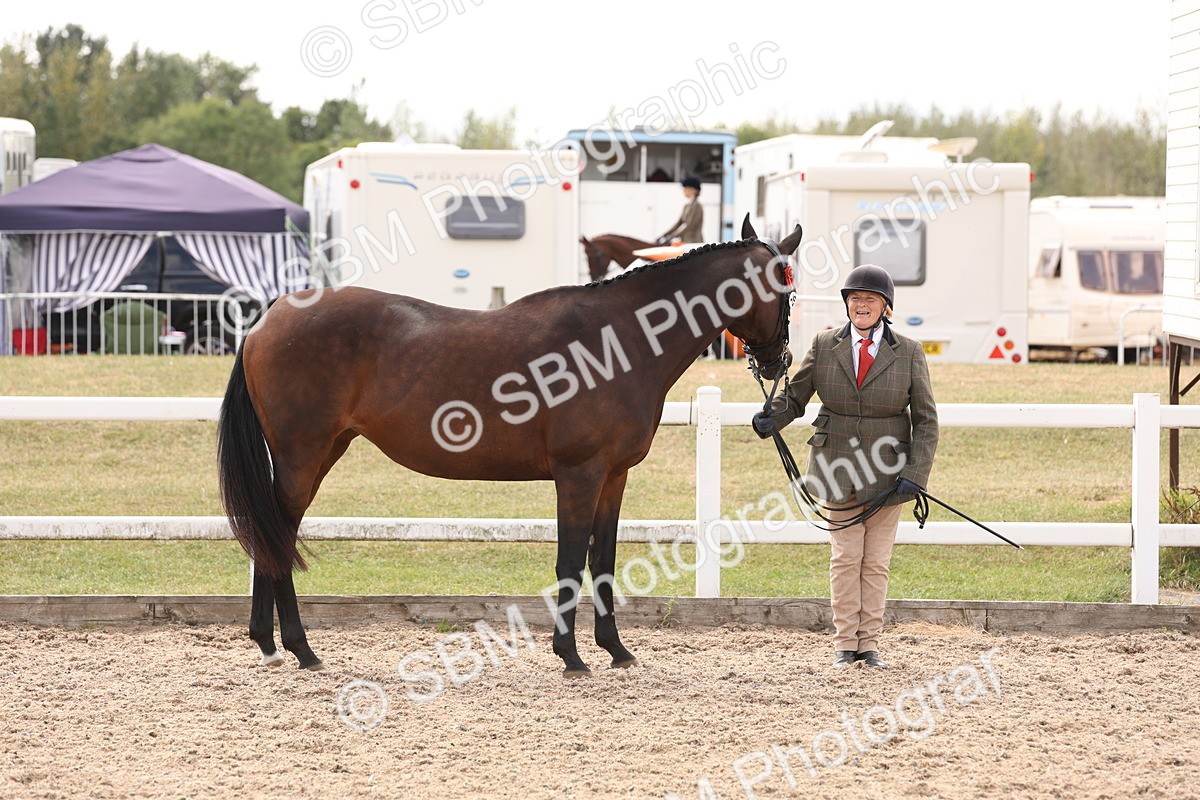 SBM_15337 - Class 210- IH Show Horse