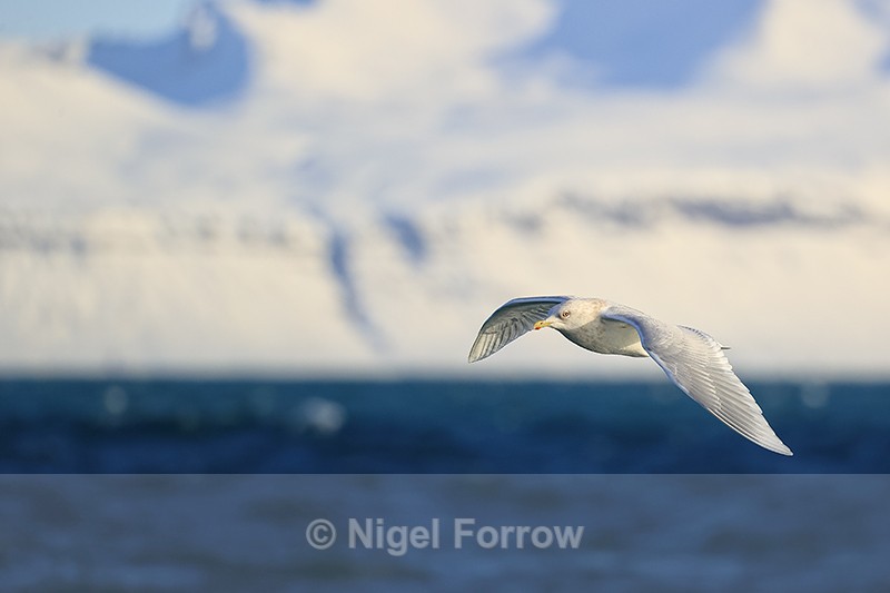 Flying Iceland Gull, Snæfellsnes peninsula, Iceland - Iceland Gull