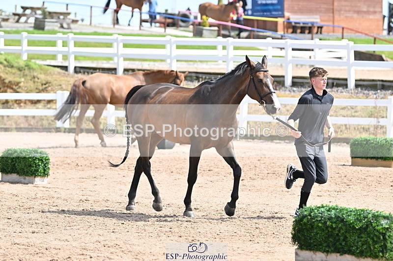 240717A-151903-02748 - Trot Up 3pm to 4pm