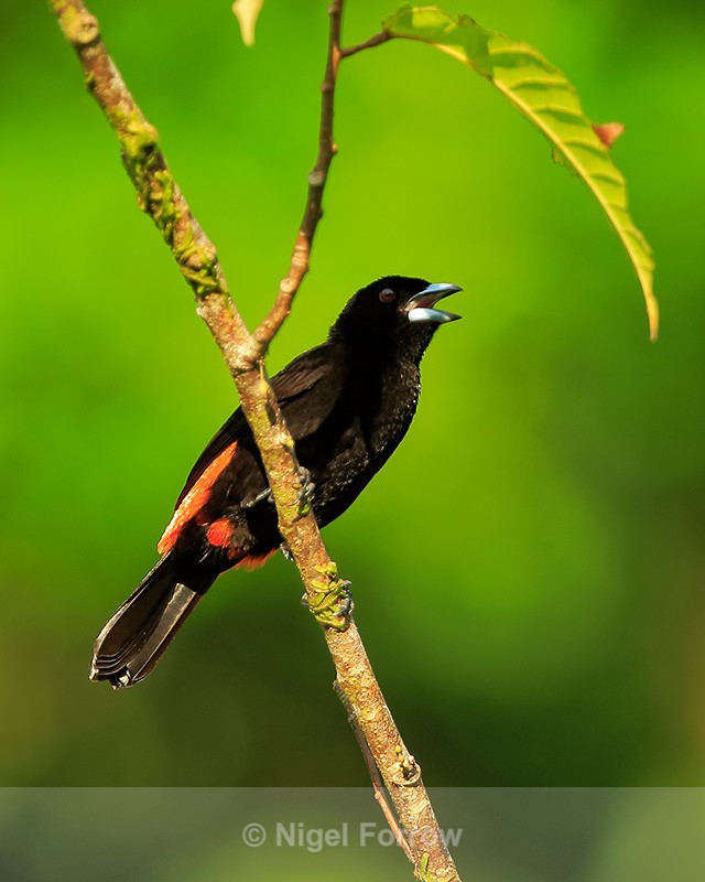 Cherrie's Tanager (male), Costa Rica - Cherrie's Tanager