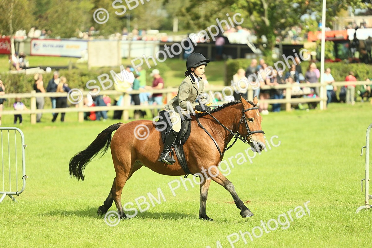 SBM_44831 - S31 - Working Hunter Pony