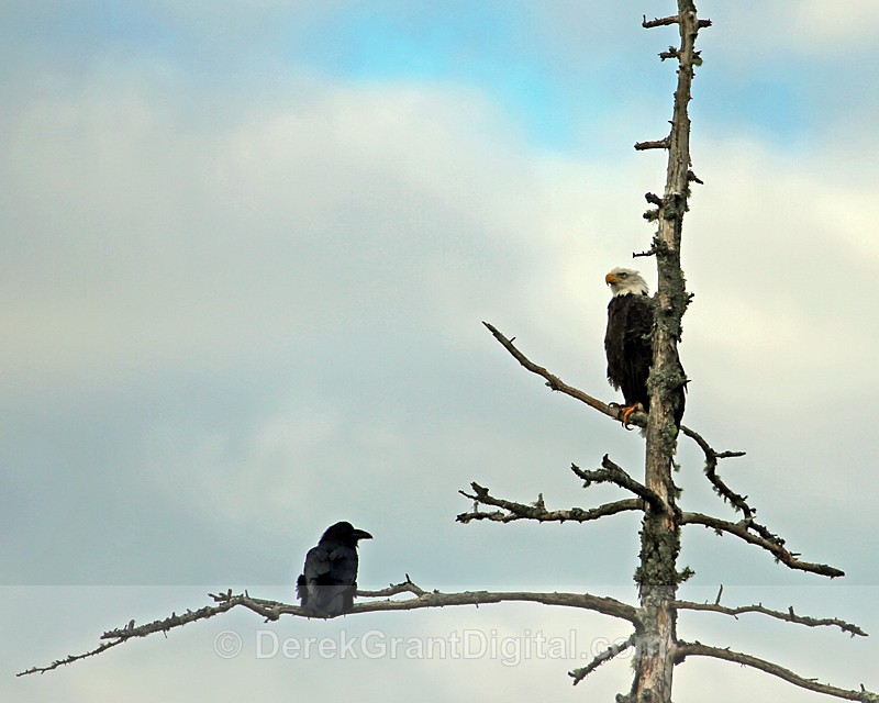 The Eagle & the Raven - Birds of Atlantic Canada