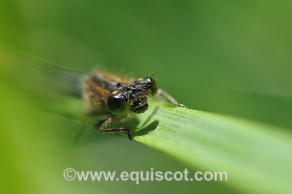  - Wildlife & Landscape