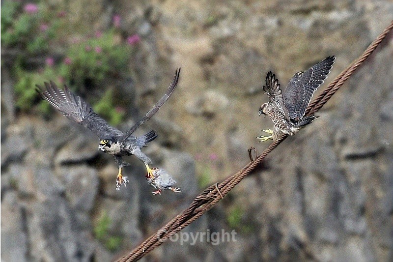 Peregrine with prey,county Louth - Birds of Prey