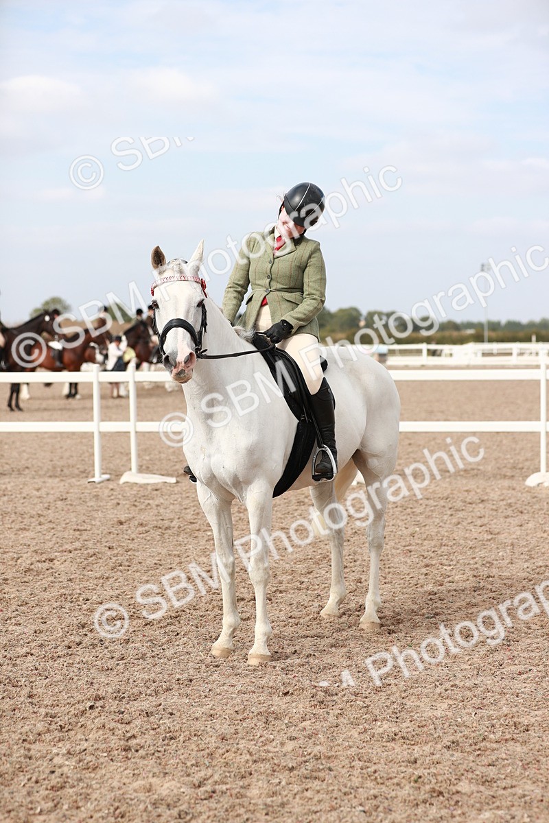 SBM_17540 - Class 215 Ridden Hack/ Riding Horse