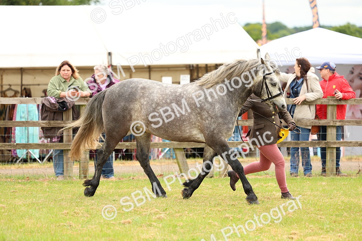 SBM_04153 - Class 64-67 - Shetland Pony In Hand