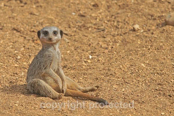 Meerkat having a rest (Colchester Zoo) - African Wildlife