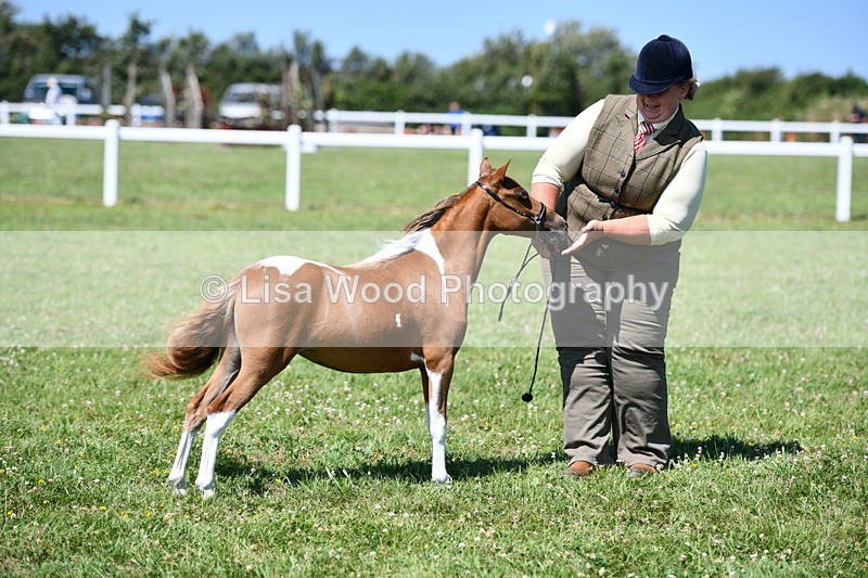 DSC_7018 - Class 59: Miniature Horse Yearling