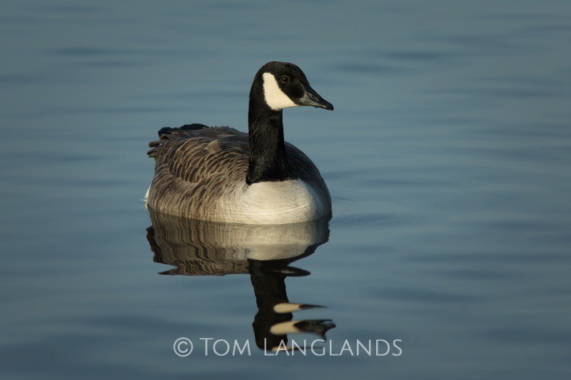 Canada Goose - Swans and Geese