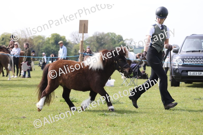 20260426-3183 - Class 26 - Shetland Ponies and Minitures
