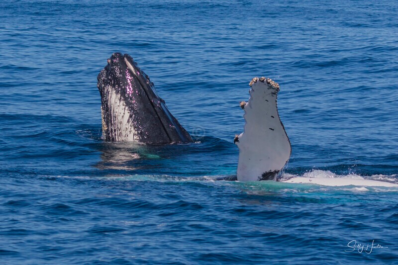 0A3A2360 - 2024 Whale Photos