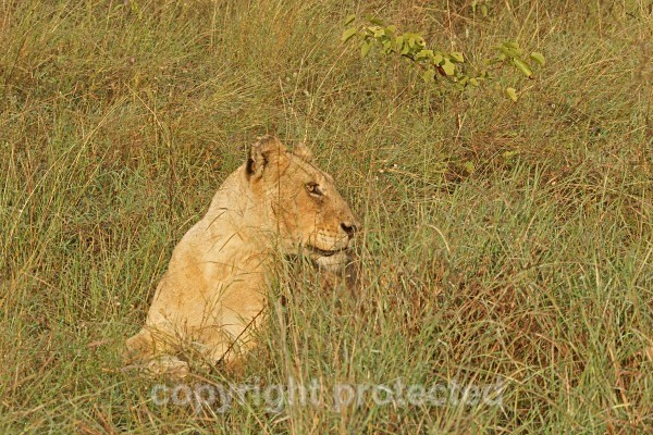 African Lioness (Timbavati, South Africa) - African Lions