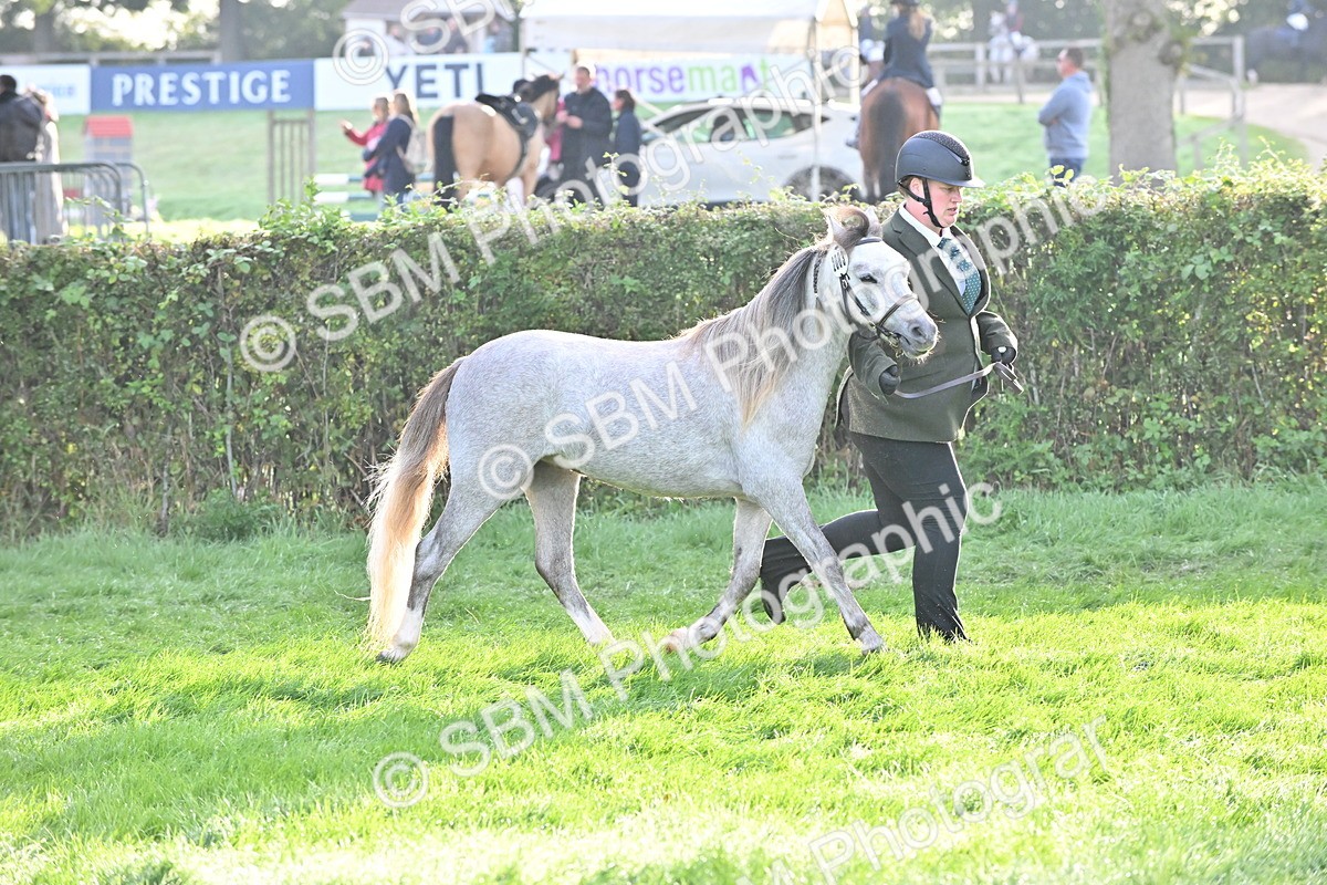 SBM_55325 - S44 - Youngstock In Hand