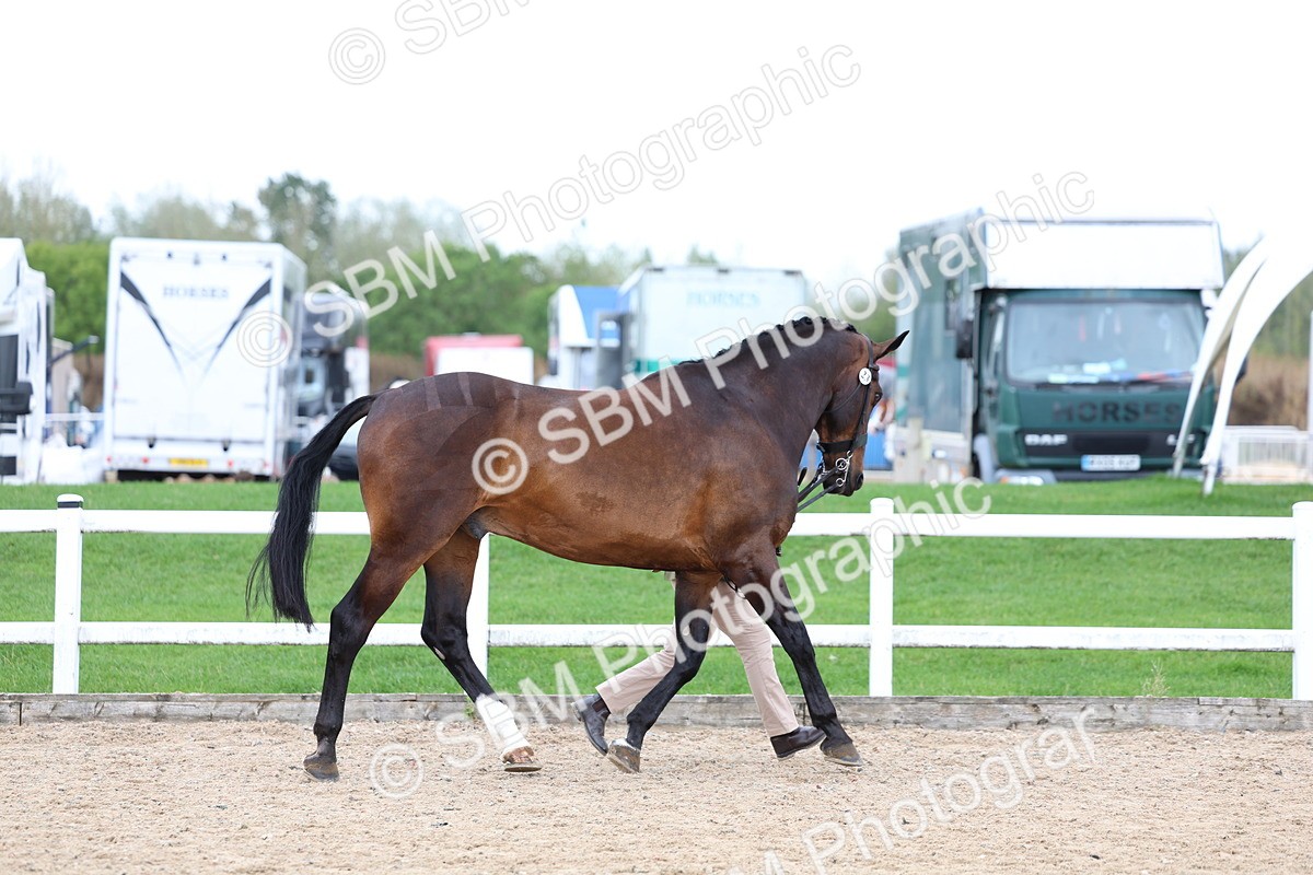 SBM_05702 - Class 28 - IH Veteran Horse