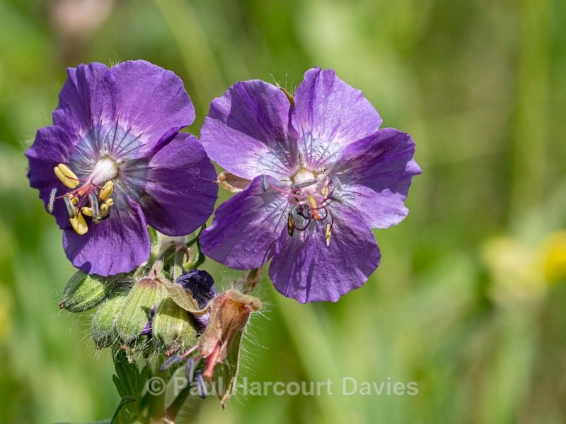 Dusky cranesbill (Geranium phaeum)  - Wild Flowers