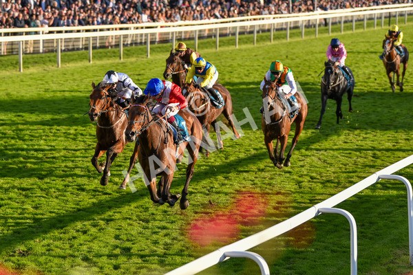 141023-Race 7-Star Ahoy-1660 - Race 7 4.45pm Coral 'Committed To Safer Gambling' Finale Handicap