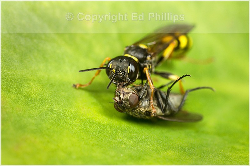 Mellinus arvensis (f)
