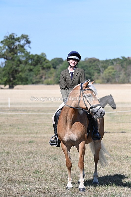 WJ7_1270 - Class 41 Prettiest Mare