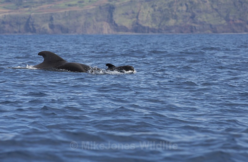 Short finned pilot whale & week old calf, Pico Island, Azores - Short finned pilot whales (inc calf images) Azores & Madeira