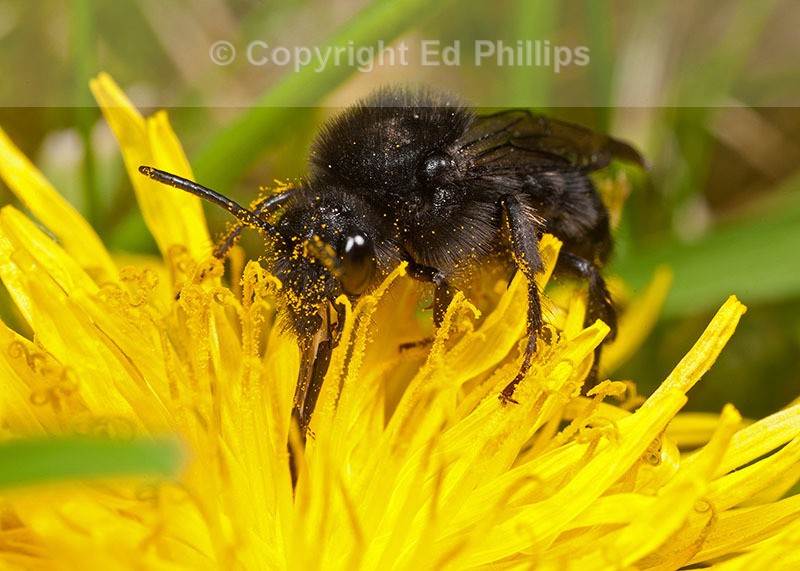 Melecta albifrons (f)