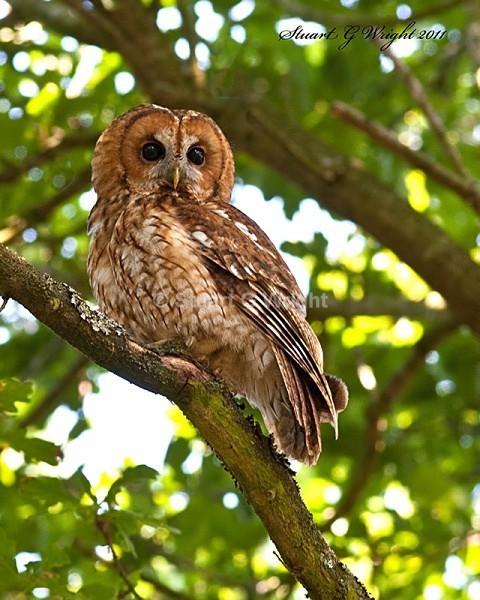 30 - Wild Birds of Prey Inc. Owls