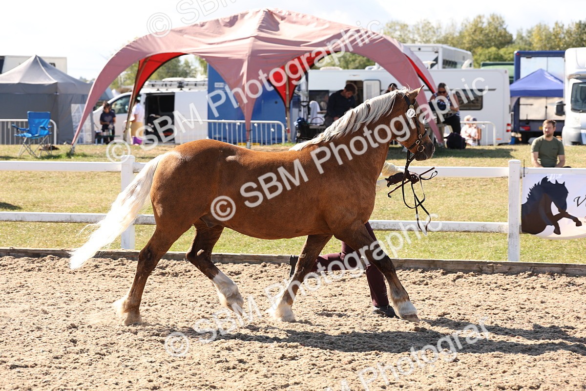 SBM_13923 - Class 205 - IH Show Pony - Show Hunter Pony