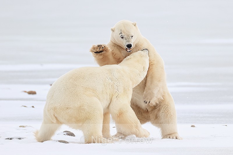 Savage male Polar Bear fight, Churchill, Canada - Polar Bear