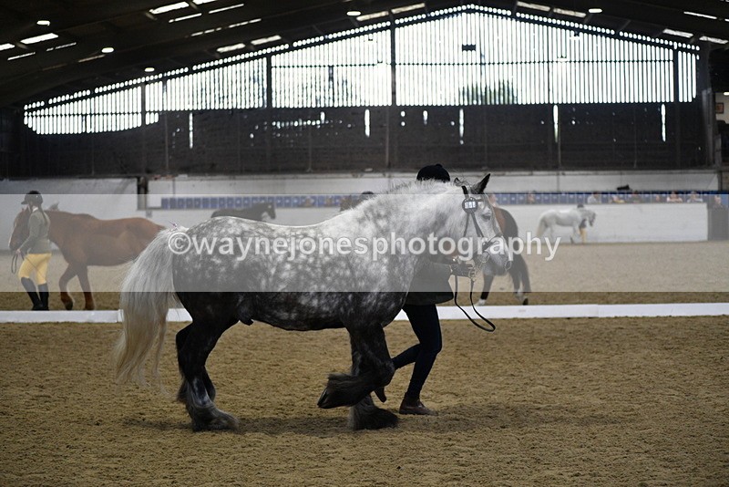 WJ5_4319 - Class 6 In hand M&M - Large Breeds