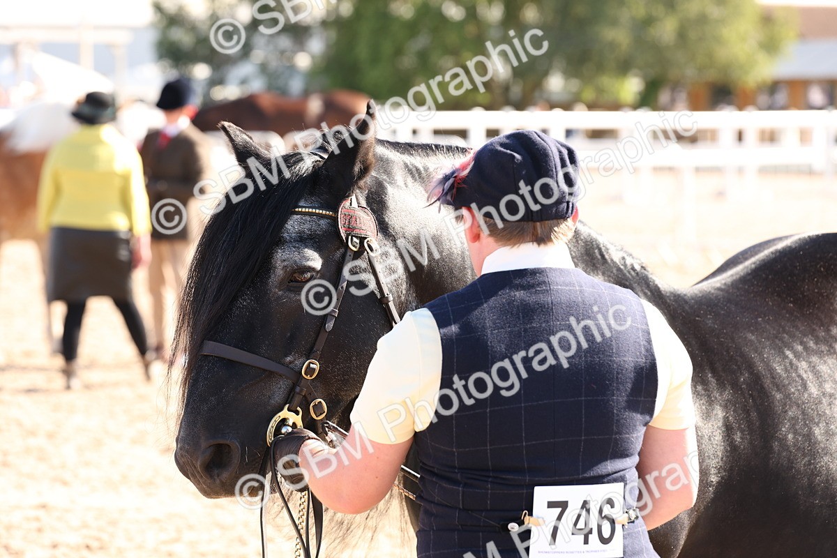 SBM_12920 - Class 206 - IH Non Show Type Pony