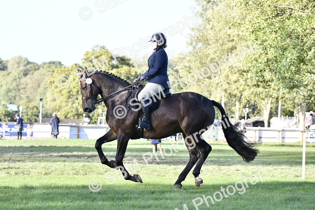 SBM_53524 - S14 - Riding Club Horse