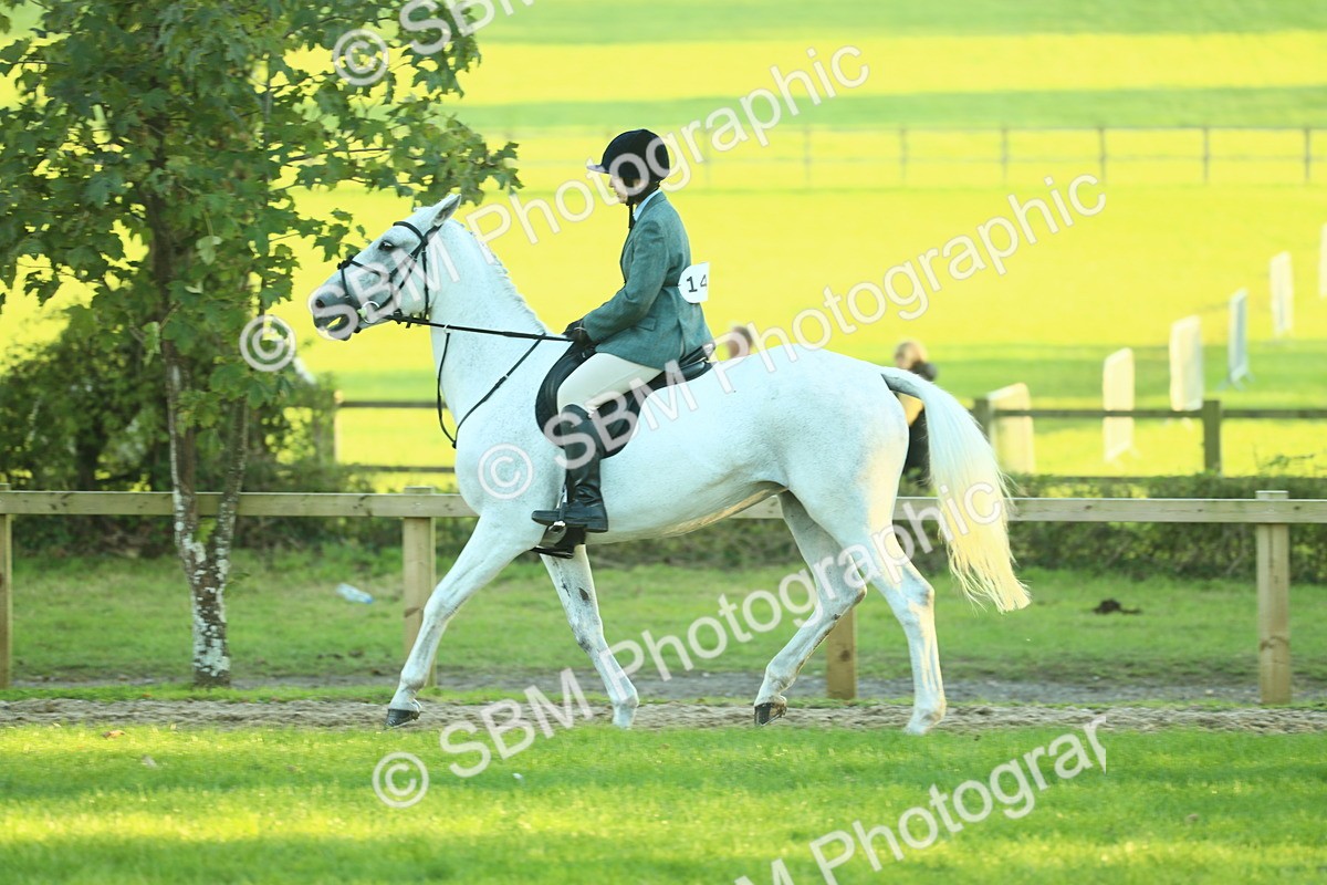 SBM_56402 - S14 - Riding Club Horse