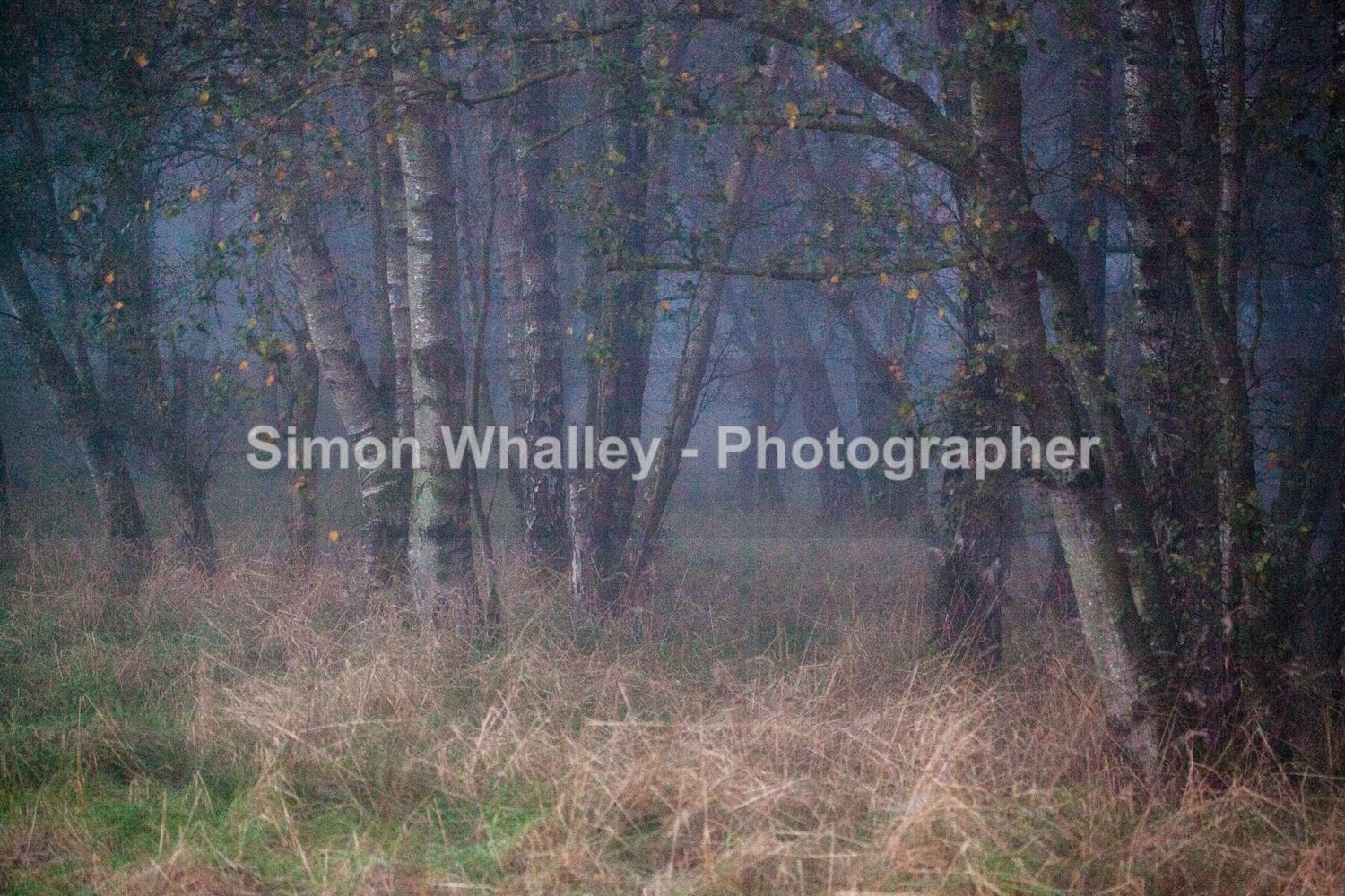 Witches Woodland