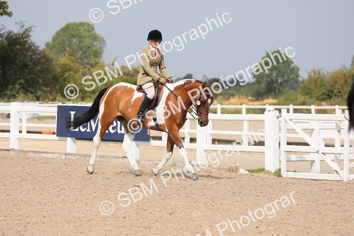 SBM_13343 - Class 308 Ridden Coloured Horse