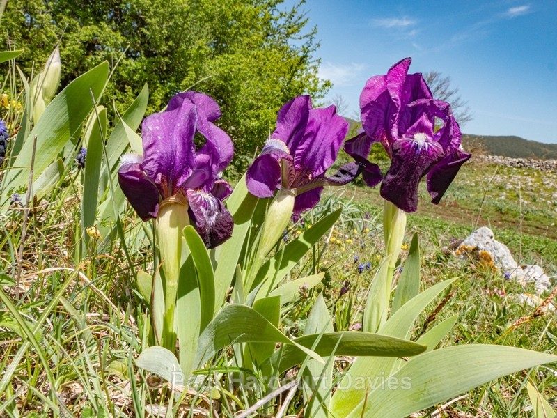 Twin-flowered Iris (Iris bicapitata) usually blue-violet but also in yellow, white and lilac - Gargano - Flowers in the Landscape