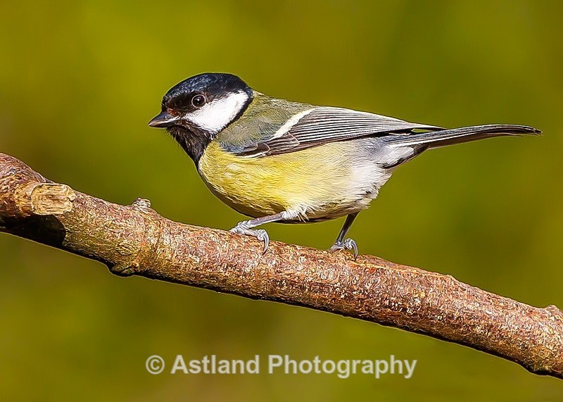 Astland Photography, Bird and Wildlife Images, Susan and Peter Wilson, U.K.