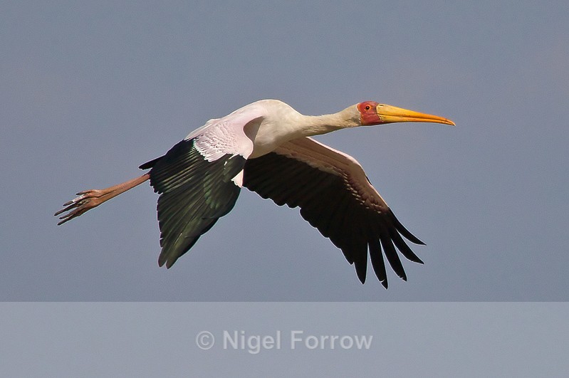 Yellow-billed Stork in flight - Yellow-billed Stork