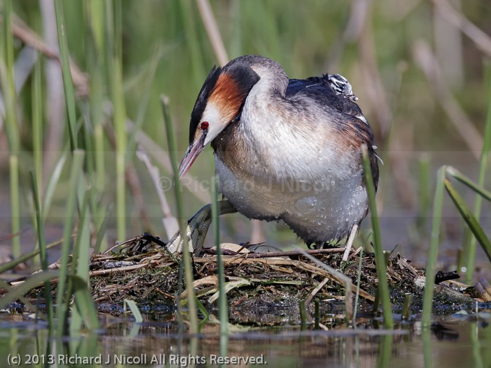 Great Crested Grebe (Podiceps cristatus) with chick - Great Crested Grebe (Podiceps cristatus)