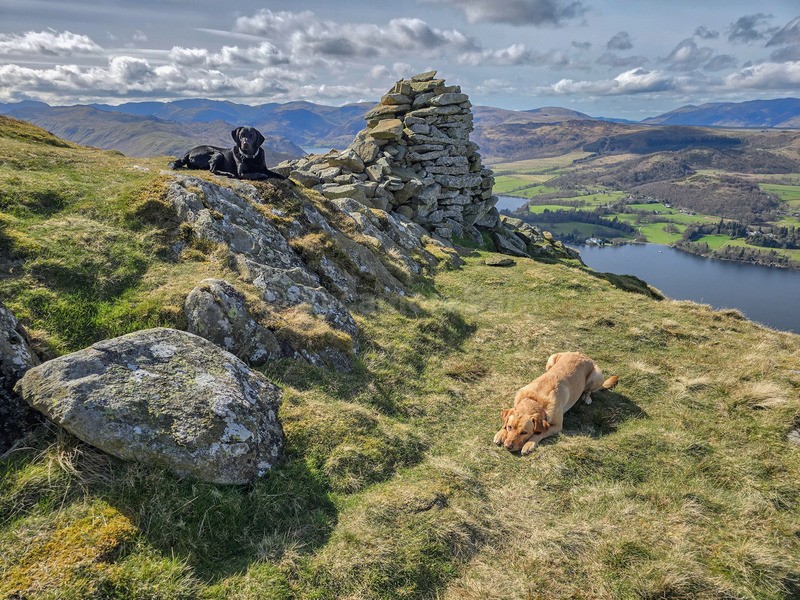 Resting Labradors - Dogs