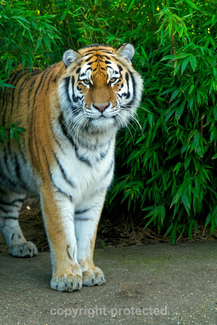 Amur Tiger - Taiga - Big Cats