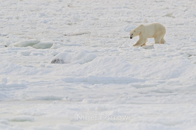 Polar Bear walking carefully on thin sea ice, Churchill, Canada - Polar Bear
