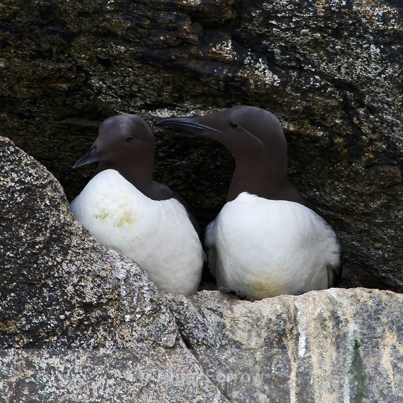 Common Murres (Guillemots) in breeding plumage perched on a ledge - Common Murre (Guillemot)