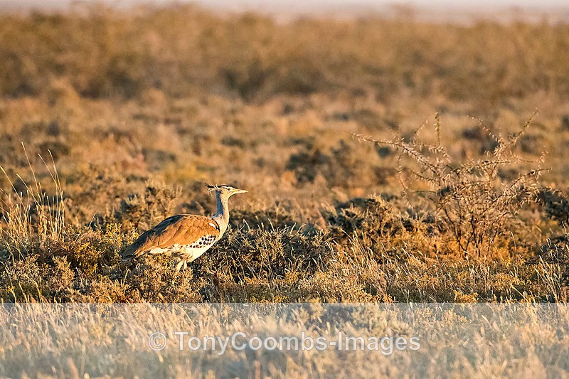 Kori Bustard (at dawn) - Etosha National Park ~ Birds