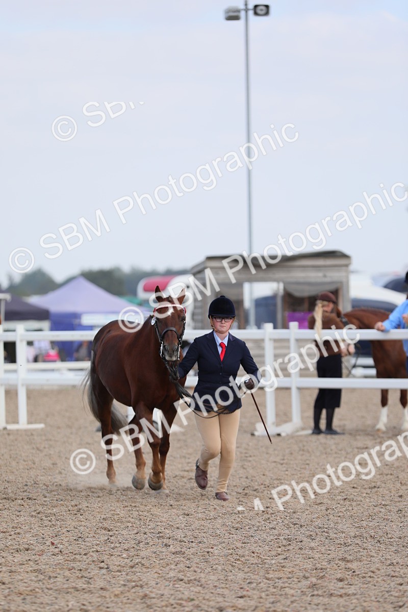 SBM_15829 - Class 312 IH Competition Horse/Pony