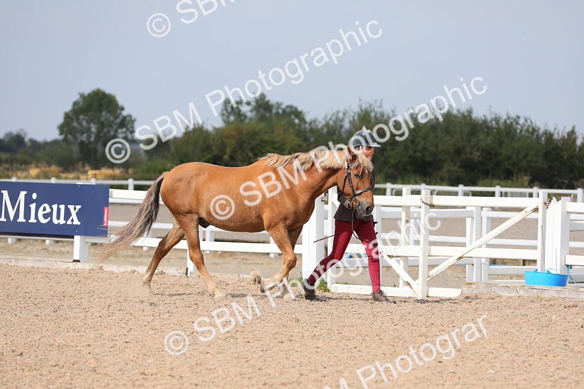 SBM_15643 - Class 312 IH Competition Horse/Pony