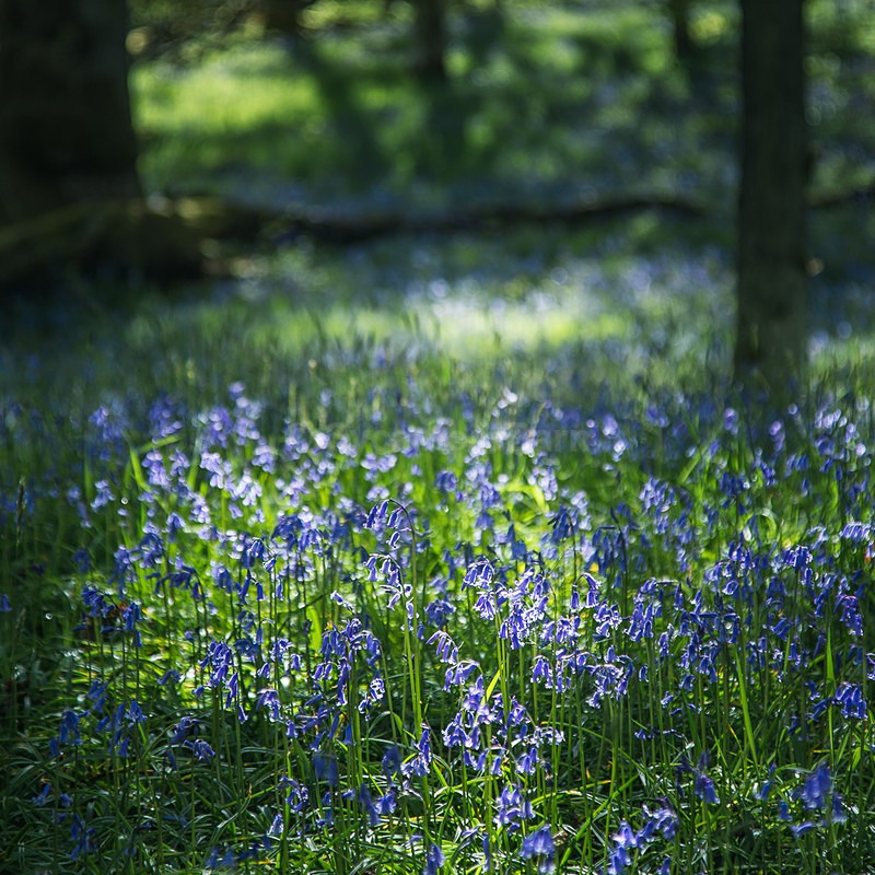 Afternoon Sun - Moments of Light
