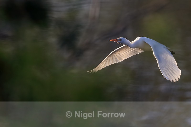 Cattle Egret late afternoon flight, Venice Rookery, Florida - Cattle Egret