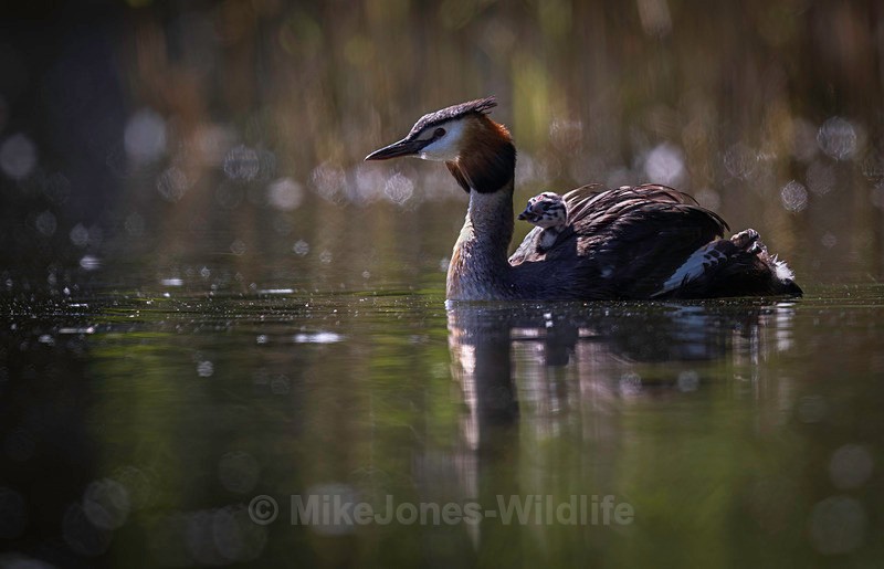 Great Crested Grebe chicks(Humbugs) - Grest Crested Grebe chicks (Humbugs)