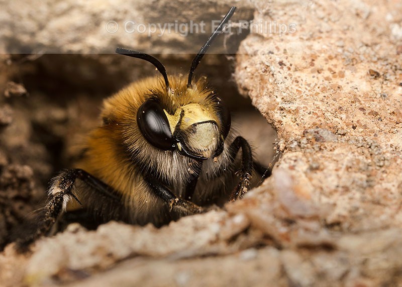 Anthophora  plumipes (m)