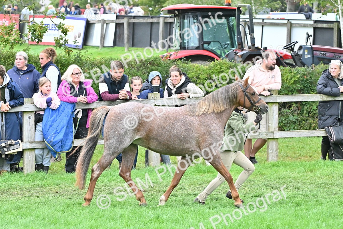 SBM_60984 - S48 - Mountain & Moorland In Hand Small Breeds